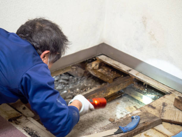 Best Mold Cleaning Services  in Berthoud, CO