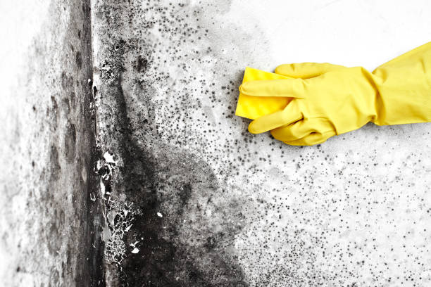 Mold Removal and Inspection in Berthoud, CO