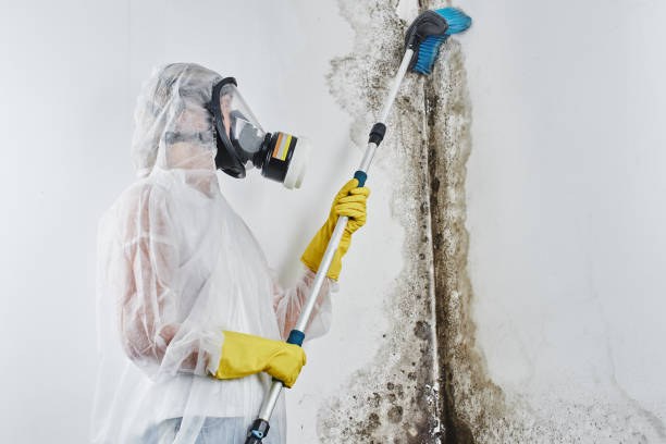 Best Home Mold Removal  in Berthoud, CO