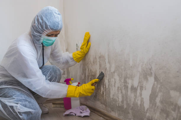 Best Mold Remediation Services  in Berthoud, CO