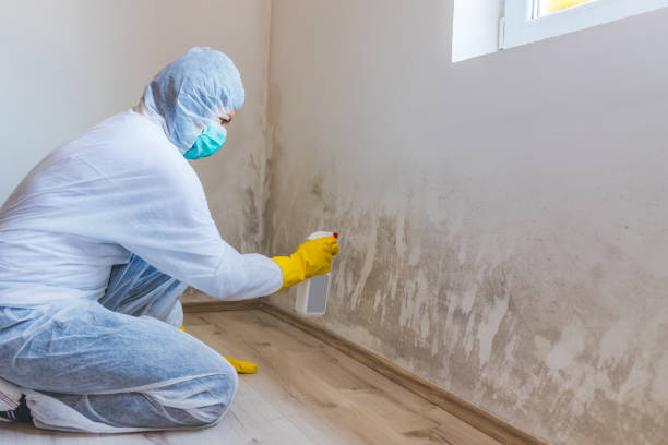 Certified Mold Removal in Berthoud, CO