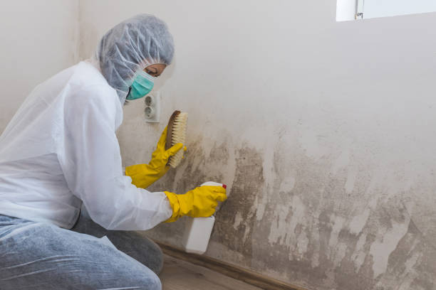 Best Mold Testing  in Berthoud, CO