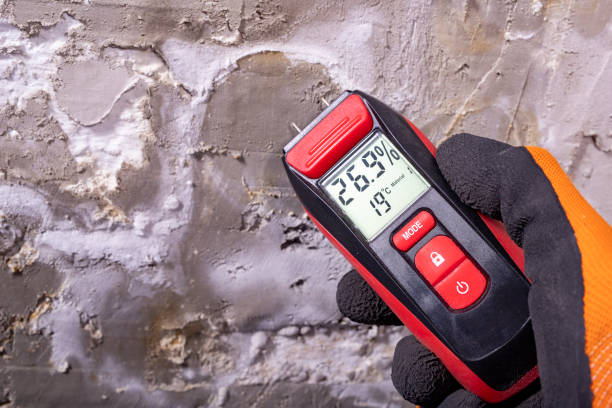 Best Black Mold Removal  in Berthoud, CO