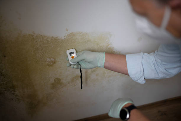 Best Fast Mold Removal  in Berthoud, CO