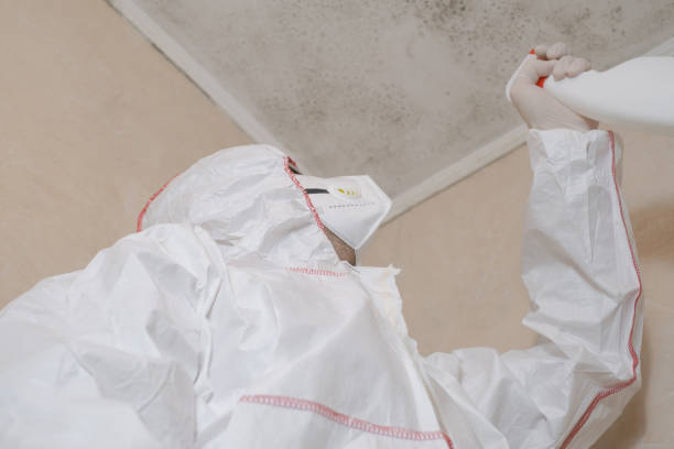 Best Local Mold Removal Service  in Berthoud, CO
