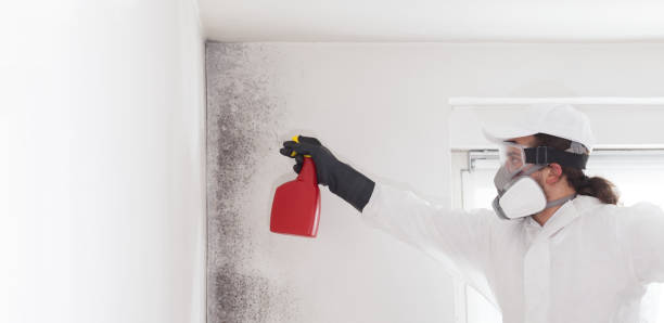 Professional Mold Removal in Berthoud, CO