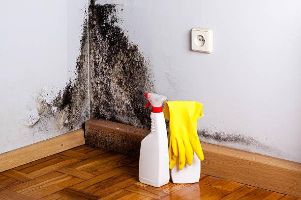 Trusted Berthoud, CO Mold Removal Experts