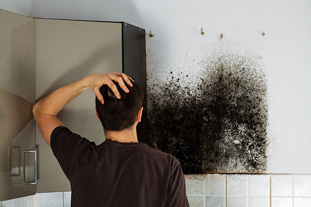 Best Mold Removal and Inspection  in Berthoud, CO