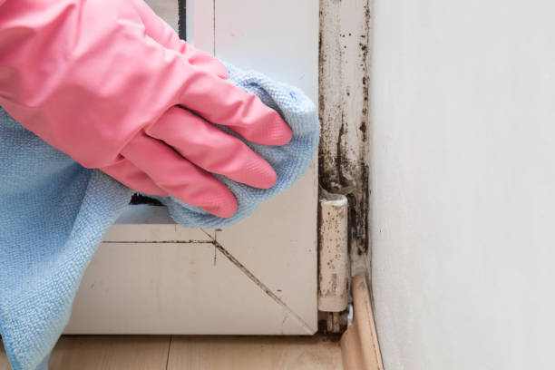 Best Commercial Mold Removal  in Berthoud, CO