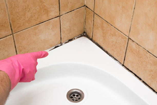 Best Mold Removal Near Me  in Berthoud, CO