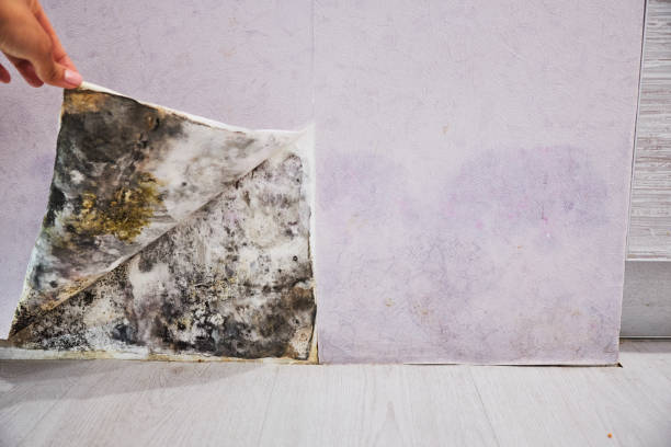 Best Mold Testing  in Berthoud, CO